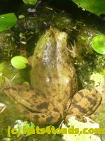 /home//u458753944/public_html/sourcegallery//Frogs/More bullfrogs/P1140014.JPG
